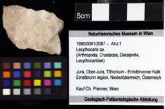 Foto (Objket + Etiketten) von Lecythocaris sp. 